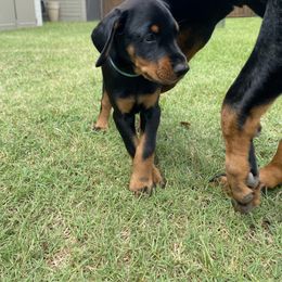 Doberman Pinscher Puppies from TeatreeDoberman