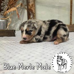 Wes - Blue merle male Miniature Australian Shepherd puppy in Jaroso, Colorado from Heaven Sent Aussies