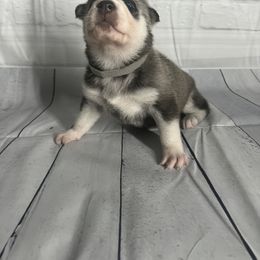 Girl 5 - Siberian Husky puppy in Michigan from DkG kennel LLC.