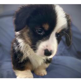 Male 1 - Black and tan male Pembroke Welsh Corgi puppy in Watauga, Texas from Syds Cities Corgis