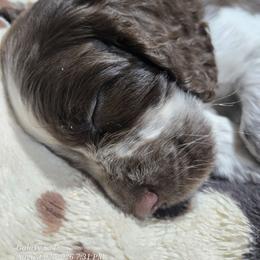 Boy 6 OLIVE - Liver white and tan male English Springer Spaniel puppy in Saginaw, Michigan from Kemerer Springers