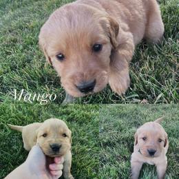 Mango - Golden male Golden Retriever puppy in Farmington, Utah from Golden Haven Doodles