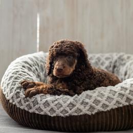 Bernedoodle, Cavapoo, and Poodle Puppies from Positively Doodles