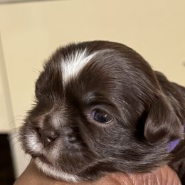 Maltese, Pomeranian, Shih Tzu, and Yorkshire Terrier Puppies from Gibbs Gorgeous Paws LLC