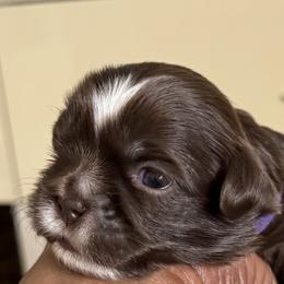 Maltese, Pomeranian, Shih Tzu, and Yorkshire Terrier Puppies from Gibbs Gorgeous Paws LLC