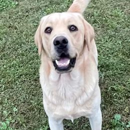 Remy - Labrador Retriever