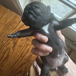 Midge - Black female Pug puppy in Boynton Beach, Florida from Camp Pug