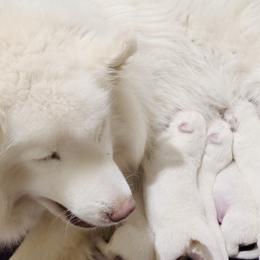 Siberian Husky puppies from Delta Huskies