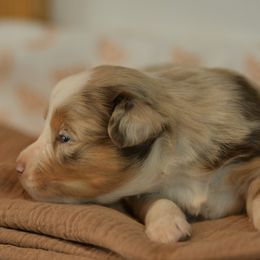 Andy - Red merle male Toy Australian Shepherd puppy in Hartman, Arkansas from Southern Edition Aussies