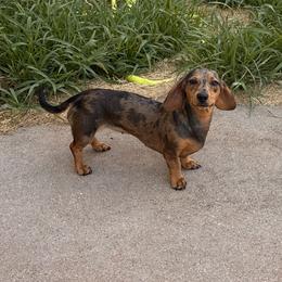 Ivy - Dachshund