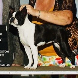 Border Collie, Boston Terrier, and Cairn Terrier All Grown Up from Stoneridge kennel