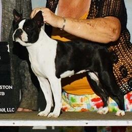 Border Collie, Boston Terrier, and Cairn Terrier All Grown Up from Stoneridge kennel