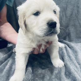 Golden Retriever Puppies from Valiant Goldens