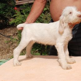Spinone Italiano Puppies from Boe Dogs