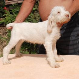 Spinone Italiano Puppies from Boe Dogs