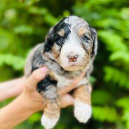 Honey - Merle female Bernedoodle puppy in Natural Bridge, Virginia from Rockbridge Puppies