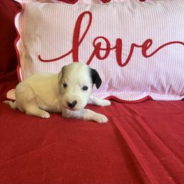 Caraway- Long Coat - White and black male Dalmatian puppy in Claremore, Oklahoma from Lotsofdots Dalmatians