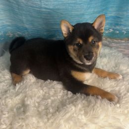 Kaito - Black and tan male Shiba Inu puppy in Inverness, Florida from Shore Thing Shiba’s