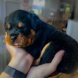 Purple - Black and mahogany Rottweiler puppy in Eaton Rapids, Michigan from The Rottweiler Haus