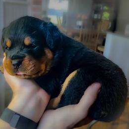 Purple - Black and mahogany Rottweiler puppy in Eaton Rapids, Michigan from The Rottweiler Haus