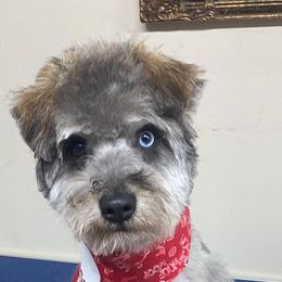 Cockapoo and Schnoodle All Grown Up from Bri & Dar’s Beloved Doodles