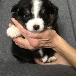 Miniature Australian Shepherd Puppies from Amberwood DD Aussies
