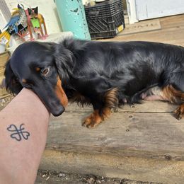 Mia - Dachshund