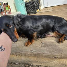Mia - Dachshund