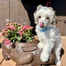 Seal - White male Chinese Crested puppy in New Smyrna Beach, Florida from FronkLinn Kennel