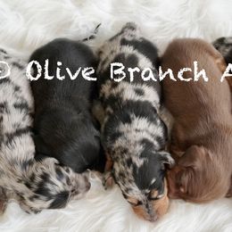 Dachshunds from Olive Branch Acres