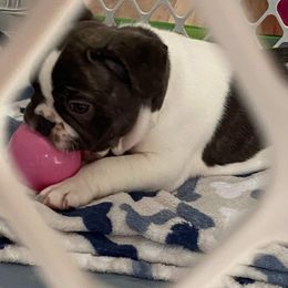 French Bulldog Puppies from Friendly Acres French Bulldogs