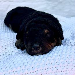 Peppermint Patty - Tri-color female Bernedoodle puppy in Lancaster, Missouri from Cavapoo Acres