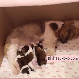 Shih Tzu Puppies from Devalon Shih Tzu Palm Beach