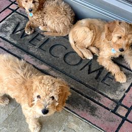 Goldendoodle Puppies from Rocks & Roses Doodles