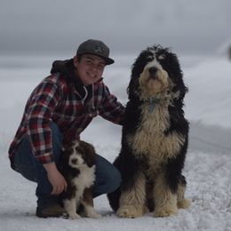 Bernedoodle and Bernese Mountain Dog Puppies from Mountain Top Bernedoodles