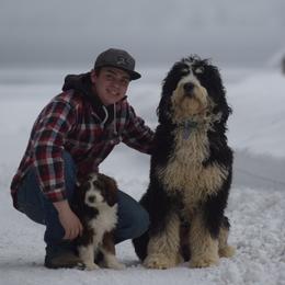 Bernedoodle and Bernese Mountain Dog Puppies from Mountain Top Bernedoodles