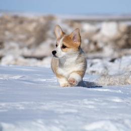 Pembroke Welsh Corgi Puppies from Merrygold Corgis