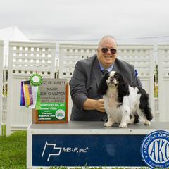 Fillip - English Toy Spaniel