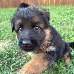 Isobeya - Black and red female German Shepherd puppy in Aurora, Illinois from Fairhaven German Shepherds