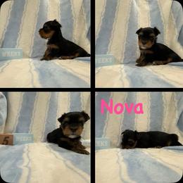 Nova - Black and gold female Yorkshire Terrier puppy in Union, Kentucky from Samantha's Yorkshire Terriers