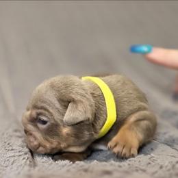 Pearl - Lilac tri-color female Bulldog puppy in Burleson, Texas from Diamond Deluxx Frenchies