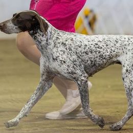 English Cocker Spaniels and German Shorthaired Pointers from Ashwind kennels
