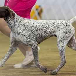 English Cocker Spaniels and German Shorthaired Pointers from Ashwind kennels