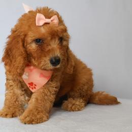 Penny - Red  female Goldendoodle puppy in Apopka, Florida from Rae Precious Puppies