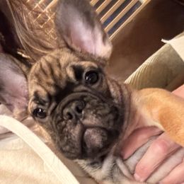 Glenn - French Bulldog puppy from Dirty Paws Breeding