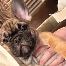 Glenn - French Bulldog puppy from Dirty Paws Breeding
