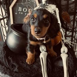 Dachshund Puppies from Desert Dachshunds