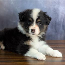 Theo - Black tri-color male Australian Shepherd puppy in Fultonville, New York from Sandy Aussies, Mini Dachshunds & Pomeranians