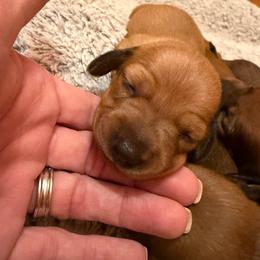 Ashley - Red female Dachshund puppy in Madisonville, Texas from Little B’s Dachshund Farm