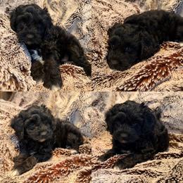 Morgan - Black female Cockapoo puppy in Birdsboro, Pennsylvania from Cooper Family Cockapoos